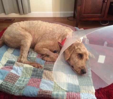 Midnight Dog Surgery