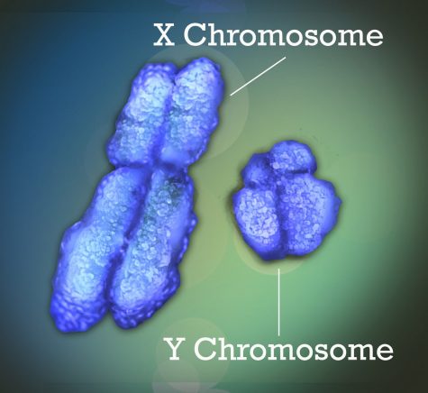 It’s draining men: the plight of the Y chromosome