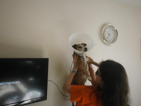 Quarantine pet photo challenge winners announced