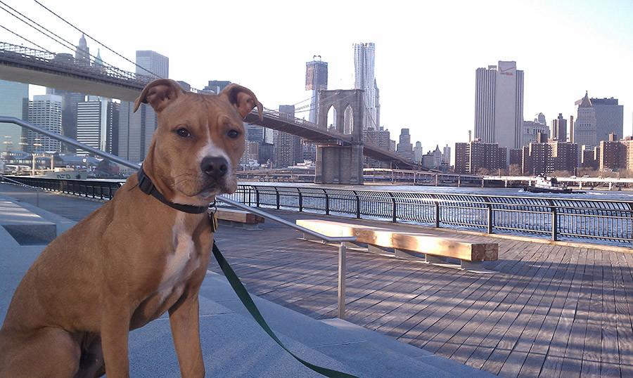 American Pitbull by Brooklyn Bridge