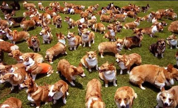 Corgis in the Park - one of the happiest events on the planet
