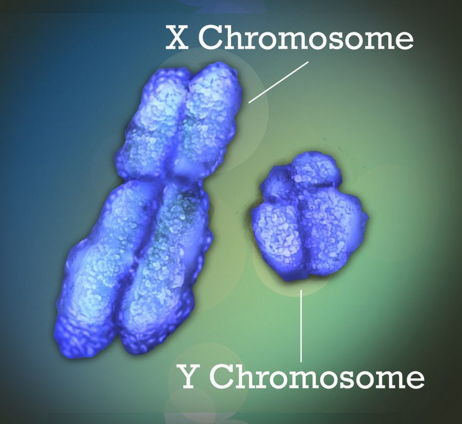 Its draining men: the plight of the Y chromosome