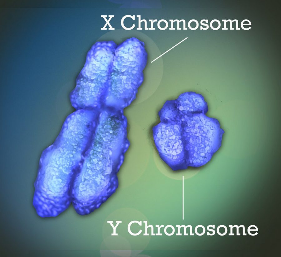 It's draining men: the plight of the Y chromosome