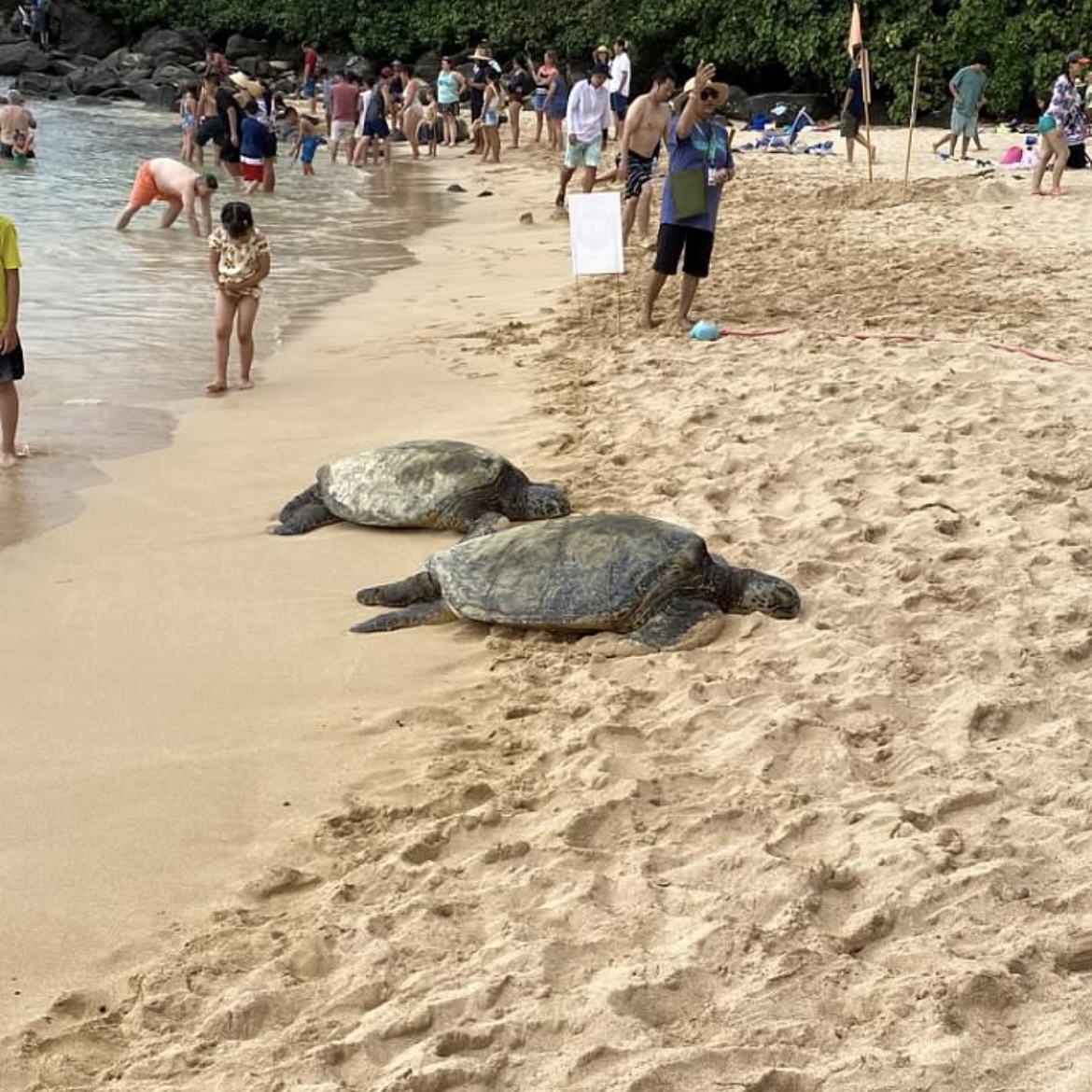 Two turtles relax on the sand on an Oahu, Hawaii beach. Turtles are just one of the many species endangered by ocean plastics.